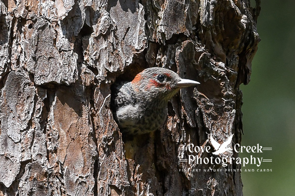 Red-headed woodpecker nestling photographed by Cove Creek Photography.