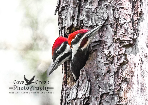 Pileated woodpecker nestlings photographed by Cove Creek Photography.