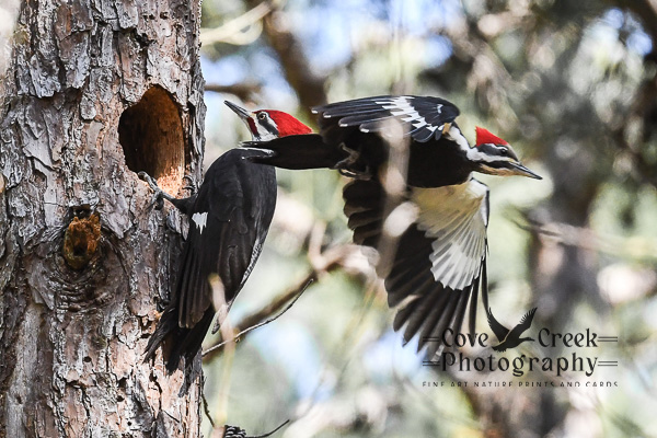 Pileated woodpecker nestlings photographed by Cove Creek Photography.