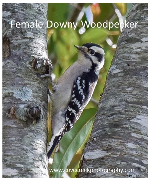 Female Downy Woodpecker