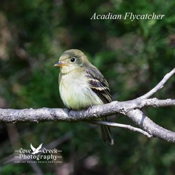 Acadian Flycatcher