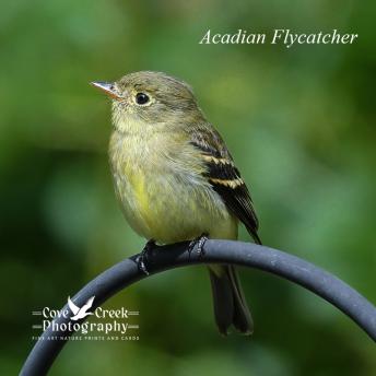 Acadian Flycatcher