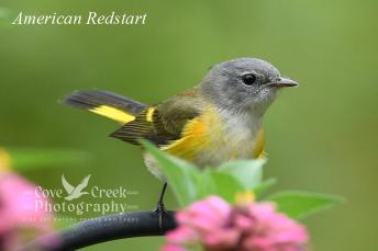 Female American Redstart