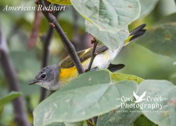 American Redstart