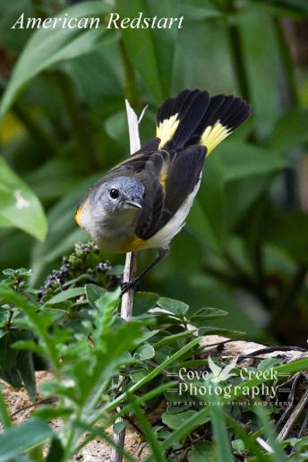 Female American Redstart