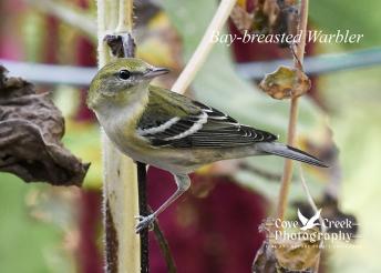 Bay-breasted Warbler