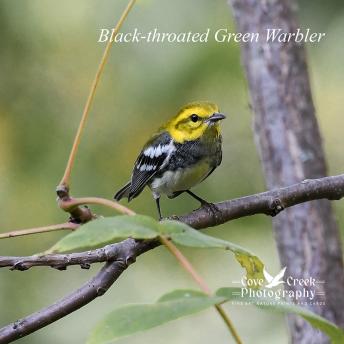 Black-throated Green Warbler