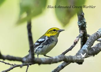 Black-throated Green Warbler