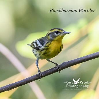 Blackburnian Warbler