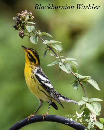 Blackburnian Warbler