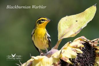 Blackburnian Warbler