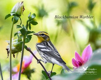 Blackburnian Warbler