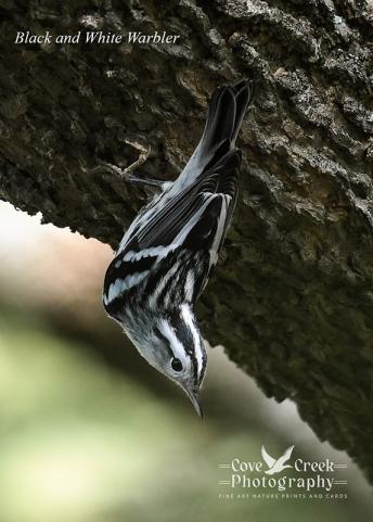 Black and White Warbler