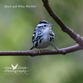 Black and White Warbler