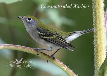 Chestnut-sided Warbler