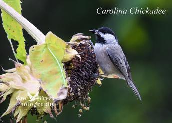 Carolina Chickadee