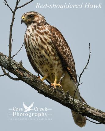 Red-shouldered Hawk