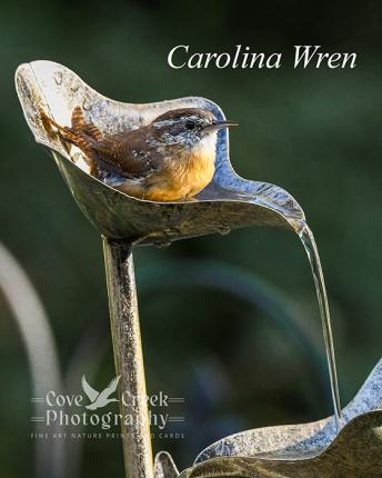 Carolina Wren