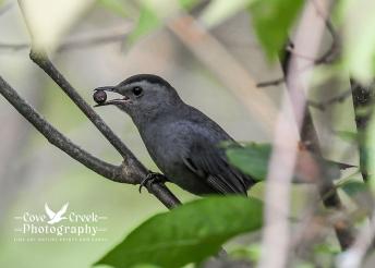 Gray Catbird