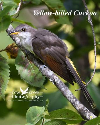 Yellow-billed Cuckoo