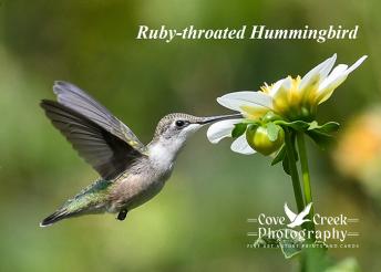 Ruby-throated Hummingbird