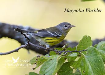 Magnolia Warbler photographed in Harrison County, Kentucky by Cove Creek Photography.