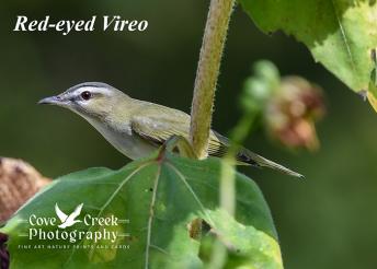 Red-eyed Vireo