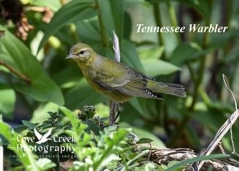 Tennessee Warbler