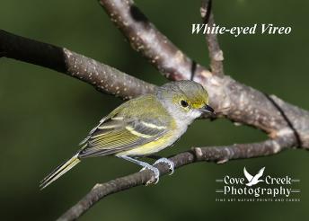 White-eyed Vireo