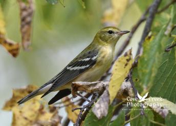 A female bay-breasted warbler photographed in Harrison County, Kentucky in Septiember 2025 by Cove Creek Photography.
