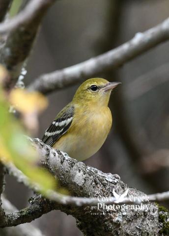 Digital image of a bay-breasted warbler captured by Cove Creek Photography in Harrison County, Kentucky in September 2025.