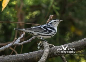A black and white warbler photographed by Cove Creek Photography in Harrison County, Kentucky in September 2025.