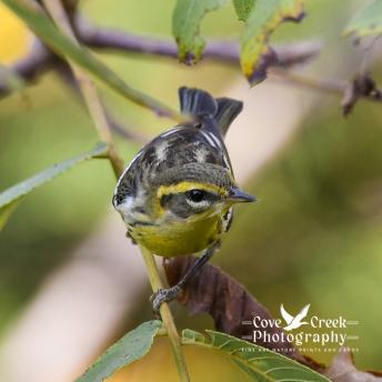 A female blackburnian photographed by Cove Creek Photography in September 2025 by Cove Creek Photography.