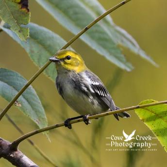 A black-throated green warbler in Harrison County, Kentucky in September 2025. Image provided by Cove Creek Photography.