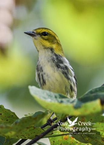 A front image of a black-throated green warbler in Harrison County, Kentucky in September 2025 photographed by Cove Creek Photography.