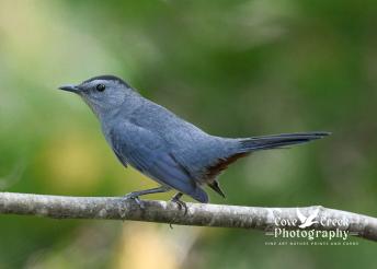 A gray catbird photographed in a mature forest in Kentucky by Cove Creek Photography.