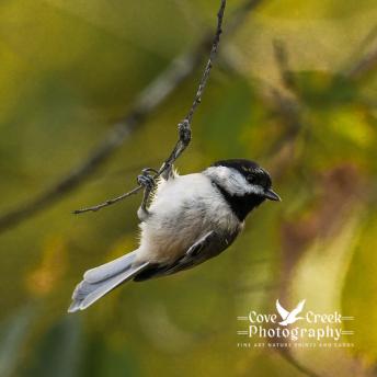A Carolina chickadee hanging upside down from a small twig.  Image provided by Cove Creek Photography.