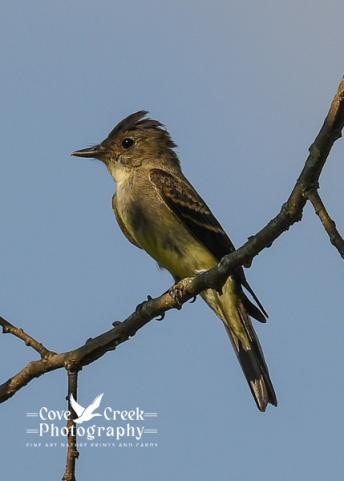 A female great crested flycatcher photographed in Harrison County, Kentucky by Cove Creek Photography.