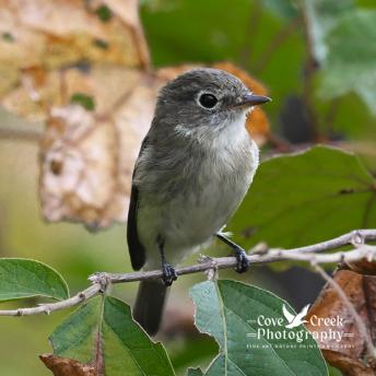 An image of a least flycatcher captured in September 2025 in Kentucky by Cove Creek Photography.