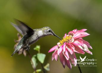 A juvenile ruby-throated hummingbird feeding from pink dahlia.
