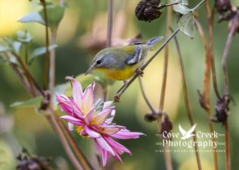 A northern parula feeding on insects in a dahlia garden in Harrison County, Kentucky.  Image by Cove Creek Photography.