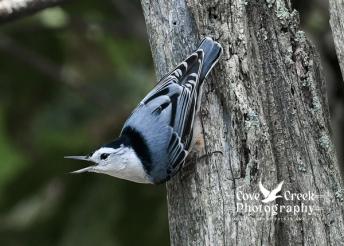 A white-breasted nuthatch in a typical nuthatch pose.  Image captured by Cove Creek Photography in Harrison County, Kentucky.