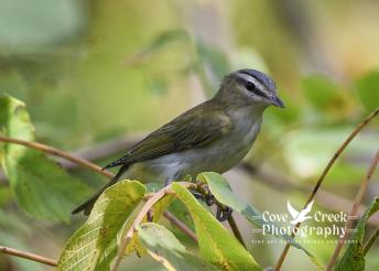 A red-eyed vireo in foraging in a walnut tree. Image by Cove Creek Photography.