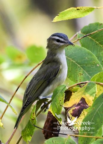 A red-eyed vireo responding to a shutter click. Image by Cove Creek Photography.