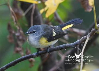 An image of a female American redstart captured in September 2025 in Harrison County, Kentucky.