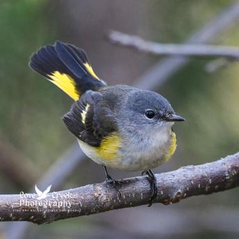 An image of an American redstart captured by Cove Creek Photography.