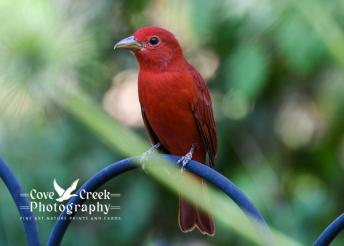 A male summer tanager perched at the edge of a garden in September 2025 in Harrison County Kentucky. Image captured by Cove Creek Photography.