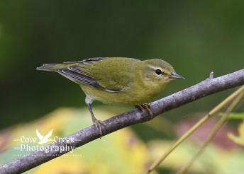 A Tennessee warbler in Harrison County, Kentucky during fall migration 2025.  Image by Cove Creek Photography.