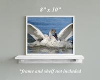 Trumpeter swan giclee print wall art in an off white frame at covecreekphotography.com.