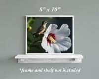 8" x 10" framed wall art of a hummingbird perched next to a hibiscus flower at covecreekphotography.com.